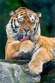 tiger licking paw 